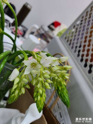 我有花一朵
