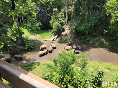 劳动节野象出没