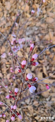 杏树开花
