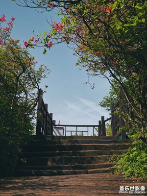 漫山红遍