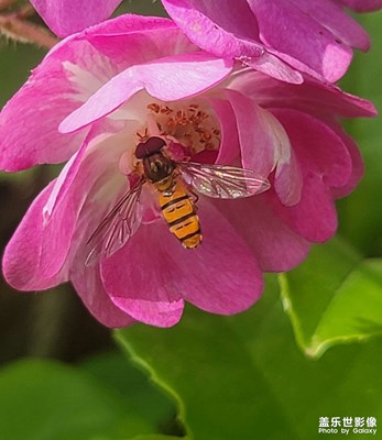 花花和虫虫