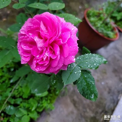 雨后小花