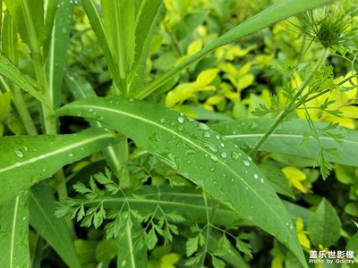 清晨雨露