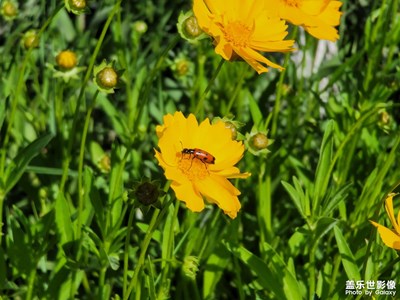 今日照片   花花草草