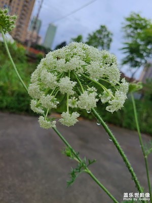 S20缤纷夏日