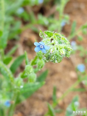 野花