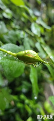 雨珠