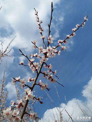 【随处风景】+烂漫春花