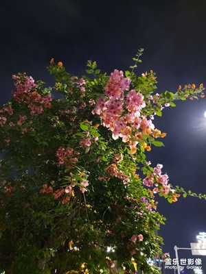 【随处风景】+花之夜色媚