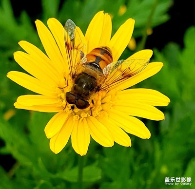 五彩斑斓的夏天，百花争艳忙碌的蜜蜂