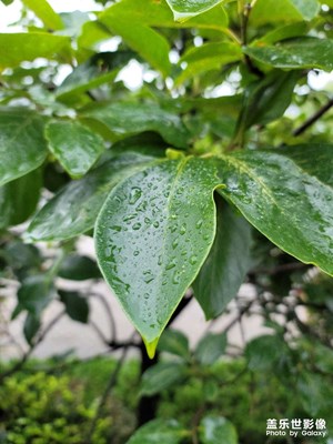 雨中