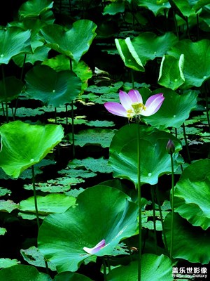 【春去夏犹清】+小雨碧荷水青青