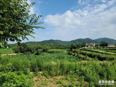 向日葵盛开的夏天