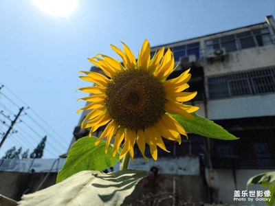 心中充满阳光