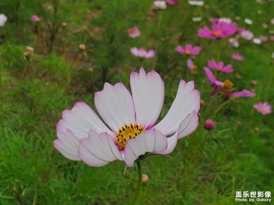 花花草草