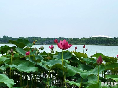 花花