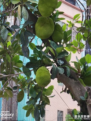 街拍菠萝蜜
