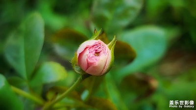 【留住精彩】花