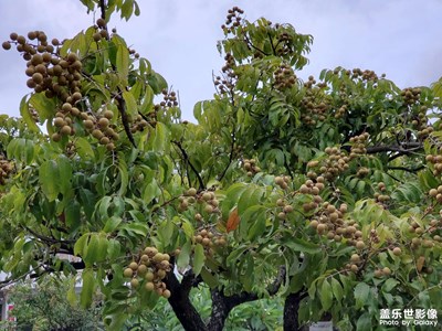 龙眼果