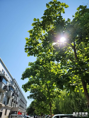 今日照片   炎炎夏日