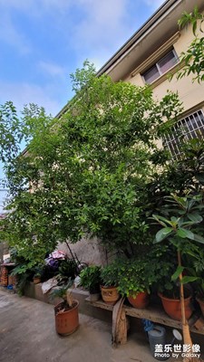 夏日庭院