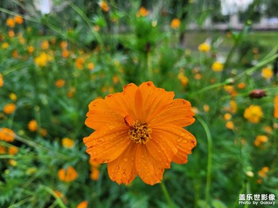 雨后拍花