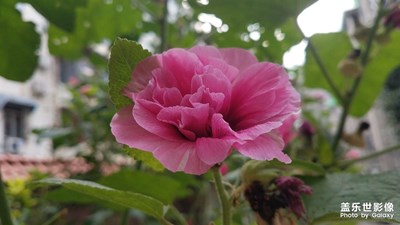 【星动一夏】+小区内的美