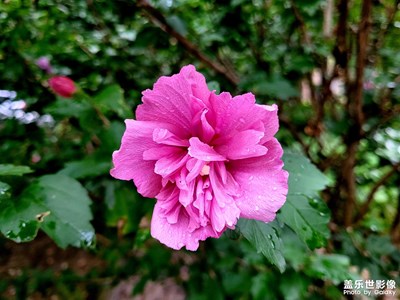 新S20FE试试拍照效果