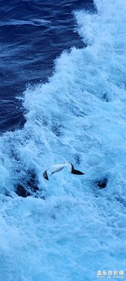 【瞬间精彩】海鸥