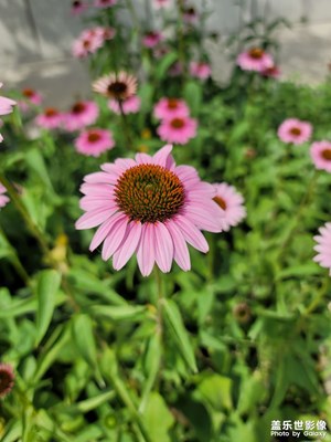 今日照片    花花草草