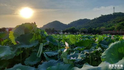 【瞬间精彩】+夏日荷香