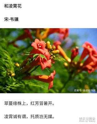 凌霄花开…