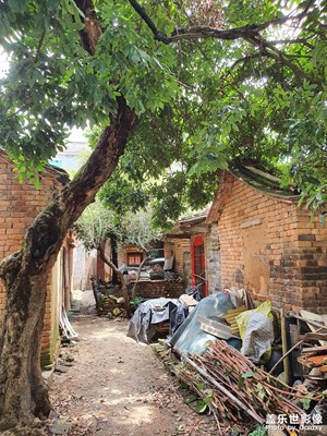 旧厝老树