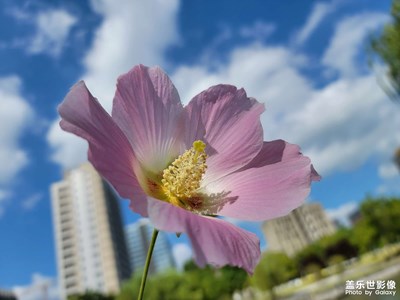 木棉花的夏天