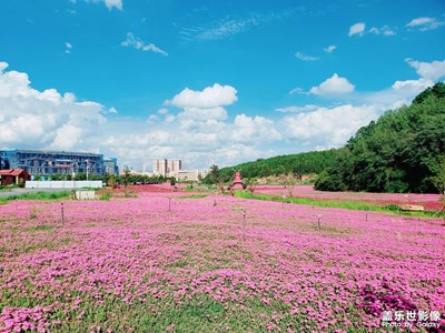 花海