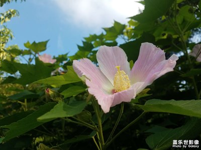 夏天的木棉花