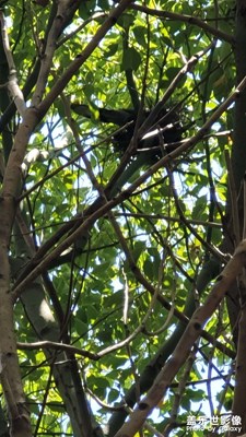 鸟巢  斑鸠