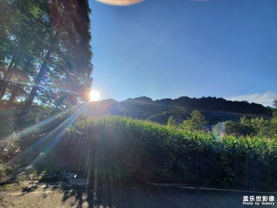 大雨过后蜻蜓特写