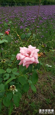 花开花落