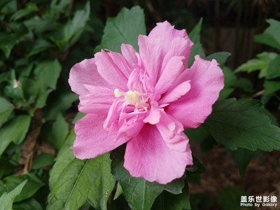 【花花草草】夏天的木槿