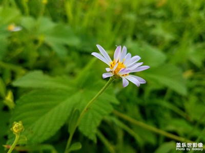 【花花草草】马兰