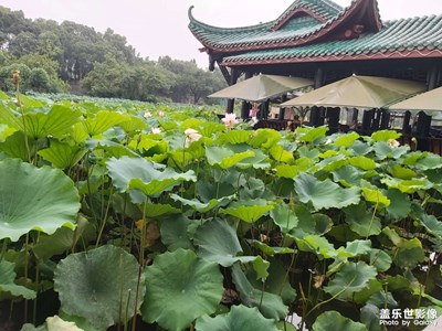新都桂湖公园