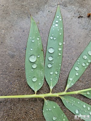 雨天微距