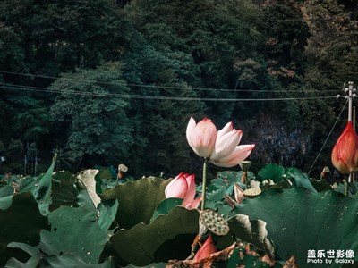 见过花开的人 便会懂得风的温柔