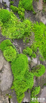 农村我的家，雨后的苔藓