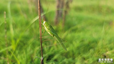 小虫子