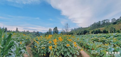 向日葵田小憩