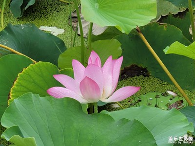 我的三星随手拍