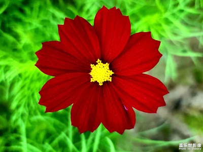 这花真的太假了吧