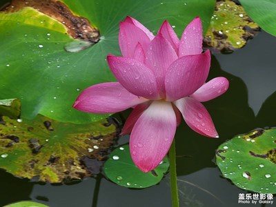 荷花
